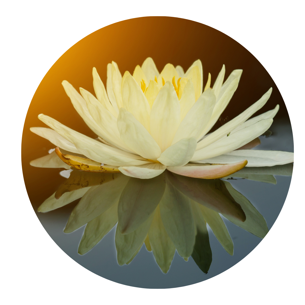 Reset sessie & healing Esther Stevens